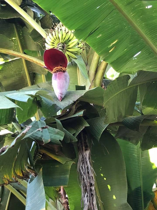 The Banana Plant, did you know it has medicinal properties in the flower and skins?  Also the riper the banana the better it is for you.